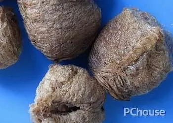桑螵蛸的生长习性_百科_生活