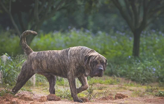 加纳利犬怎么区分普加和道加