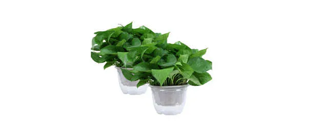卧室放什么绿植好_百科精选