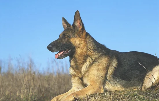 中华田园犬的缺点和优点(中华田园犬性格优缺点)