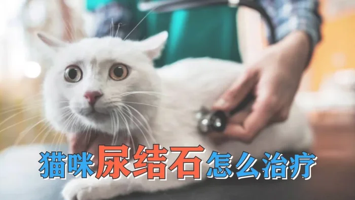 猫得了结石吃什么药？猫吃这个,排出体外!