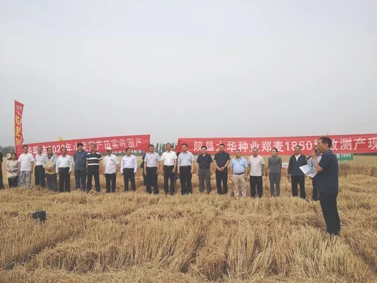 德州小麦价格行情今日小麦价格走势德州面