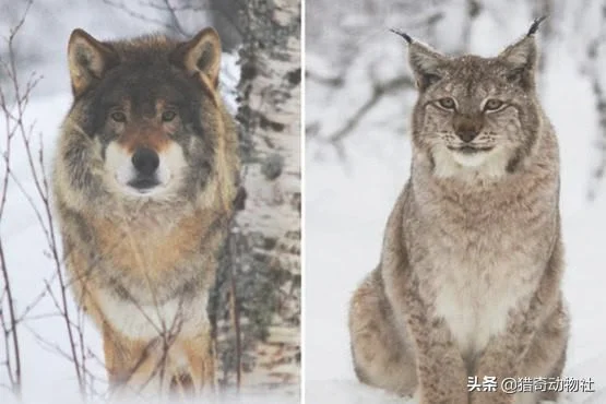 为什么有猫科动物这种顶级掠食者，还会有犬科动物(猫科动物是最强的捕食者吗)