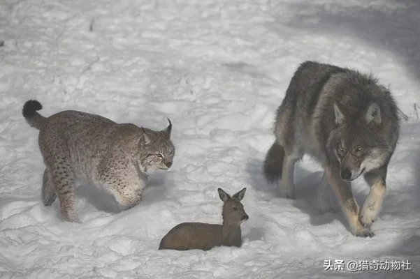 为什么有猫科动物这种顶级掠食者，还会有犬科动物(猫科动物是最强的捕食者吗)