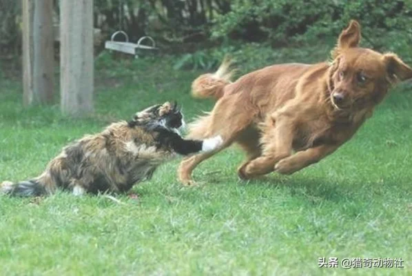 为什么有猫科动物这种顶级掠食者，还会有犬科动物(猫科动物是最强的捕食者吗)