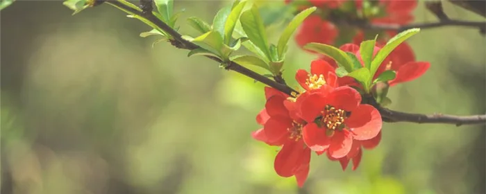 樱花桃花海棠花的区别