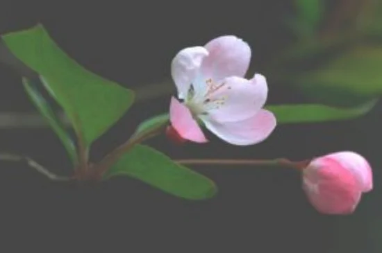 樱花桃花海棠花的区别