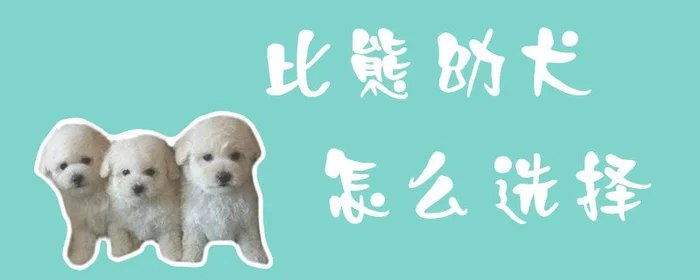 比熊幼犬怎么选择(比熊犬好养吗?比熊犬的