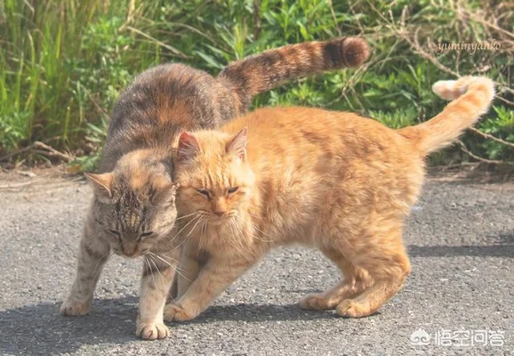 在城市里，为什么有些流浪猫看到人就粘人，而有些流浪猫看到人就跑