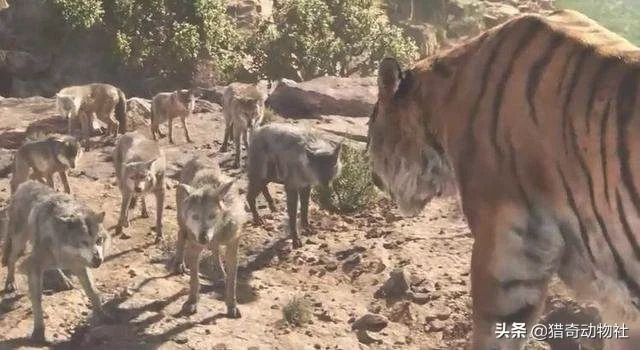 为什么有猫科动物这种顶级掠食者，还会有犬科动物(猫科动物是最强的捕食者吗)