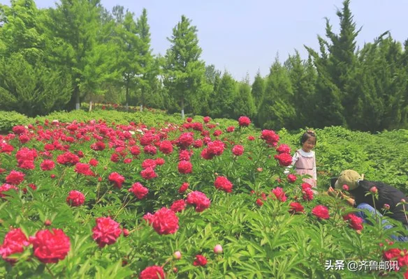 女子叫马艳花仙波(济南植物园近万株芍药花竞相开放)