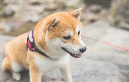 柴犬白手套为什么不好(柴犬品相分级)