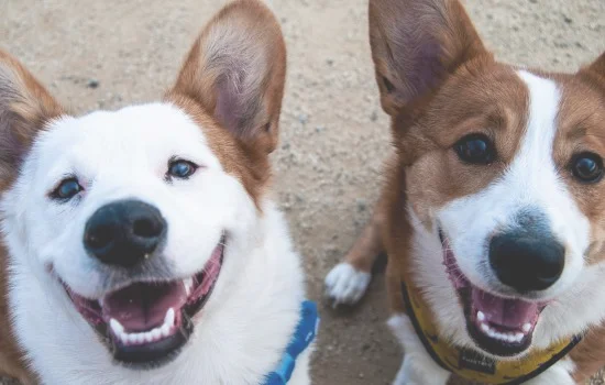 柯基是牧牛犬吗 柯基犬是牧牛犬吗