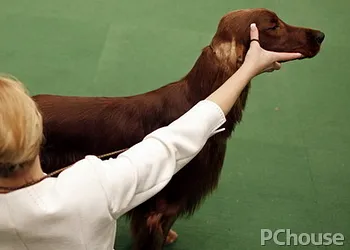 布鲁克浣熊猎犬多少钱一只_百科_生活