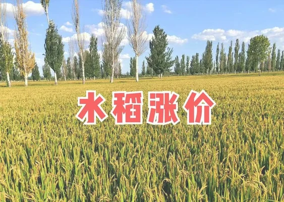 现在水稻价格是多少钱一斤(11.26日)