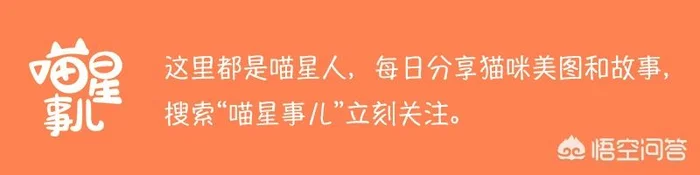 在城市里，为什么有些流浪猫看到人就粘人，而有些流浪猫看到人就跑