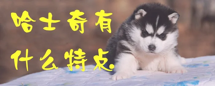 哈士奇有什么特点1