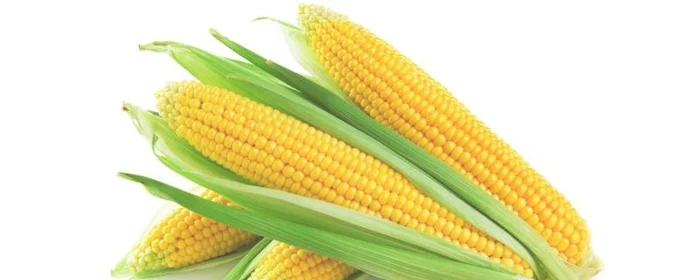 一个玉米的热量是多少千焦