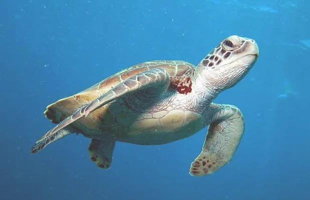 海龟是哺乳动物类吗