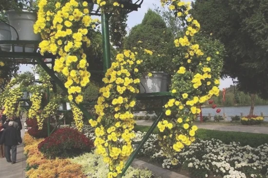 怎样栽植吊篮菊(矮菊花的种植方法)