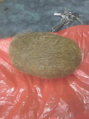 猪宝价格多少钱一克？猪宝价格多少一克呢？猪宝价格是多少呢？