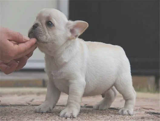 法斗犬多少钱一只(狗市上600一只的法斗)