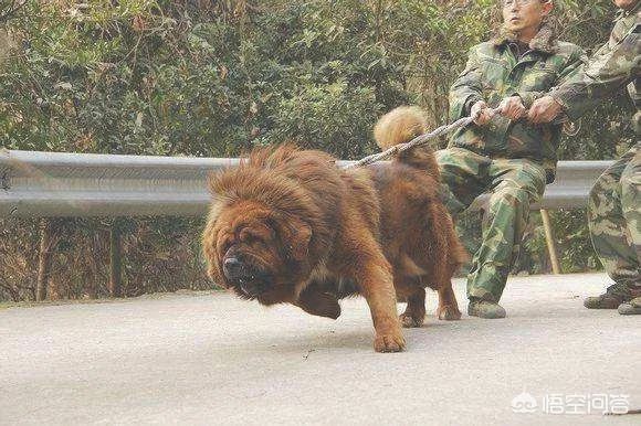 东北虎会捕食狗，但如果换成是藏獒，老虎还能捕食成功吗(东北虎干掉12只藏獒斗狗)