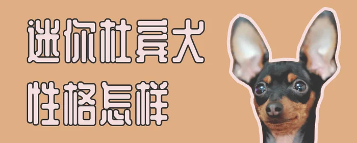 迷你杜宾犬性格怎样(迷你杜宾犬咬人吗)