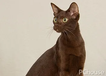 哈瓦那棕猫多少钱一只_百科_生活