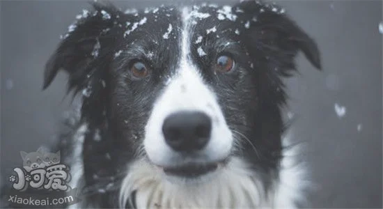 边境牧羊犬的优点是什么(边境牧羊犬怎么看纯种)