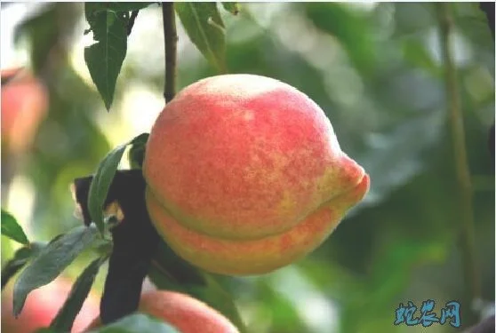 沃柑如何种植视频（柑橘全年种植管理技术都