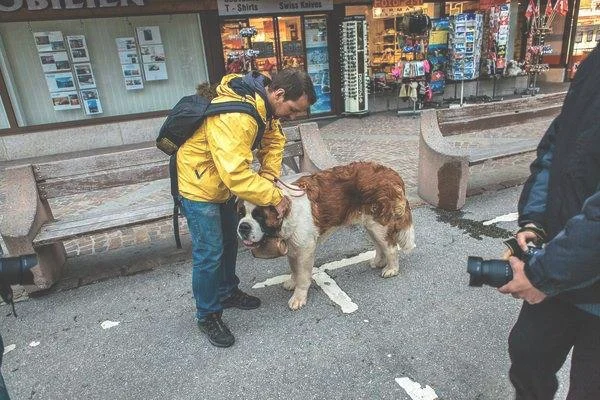 圣伯纳犬价格(圣东基犬多少钱一只)