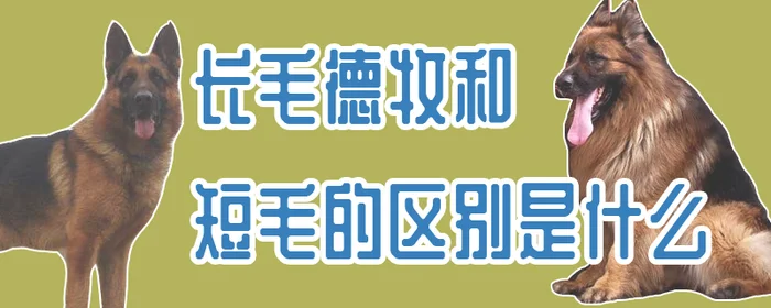 长毛德牧和短毛的区别是什么(德牧毛长短