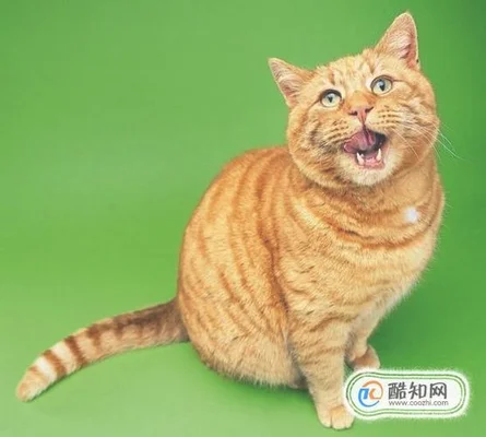 小猫咪到处乱走叫个不停,怎么回事呢？