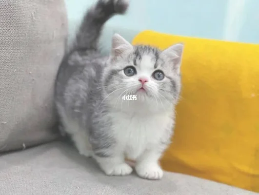 曼基康猫属于英短还是美短？