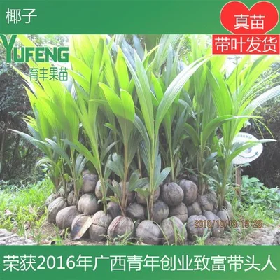 一、椰子种植的环境