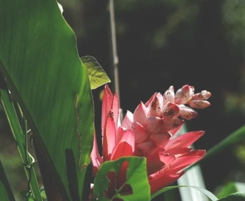 山姜花好养吗(山姜花图片)