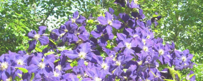 紫色铁线莲的花语(紫色银莲花的花语)