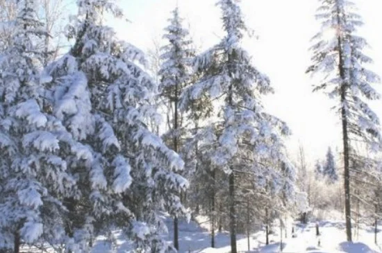 雪松是几级保护植物