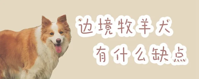 边境牧羊犬有什么缺点(牧羊犬的优缺点)