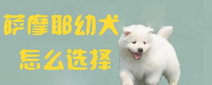 萨摩耶幼犬怎么选择1