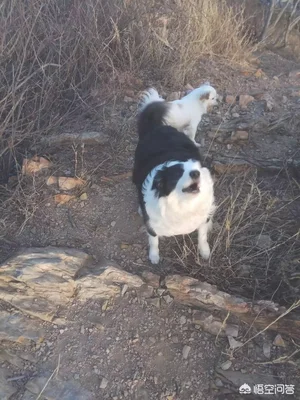 宠物狗的狂犬疫苗用年年打还是打一年就好(狂犬疫苗狗狗每年都要打吗)