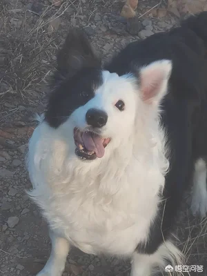 宠物狗的狂犬疫苗用年年打还是打一年就好(狂犬疫苗狗狗每年都要打吗)