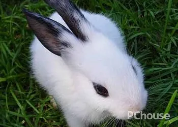 熊猫兔简介_百科_生活