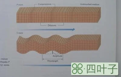 纵波和横波的区别