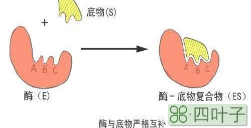 酶的催化作用需要atp提供能量吗