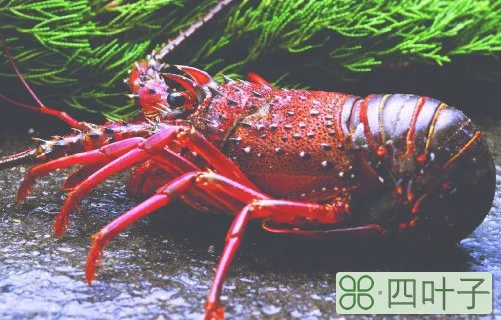 红龙和澳龙的区别