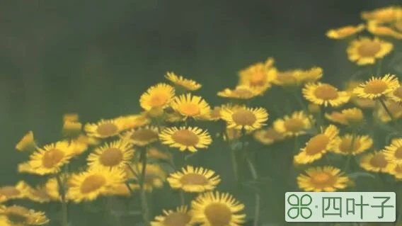 樊发稼在《野菊花》这首诗表达了什么心情