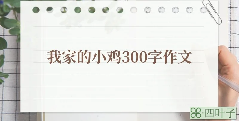 我家的小鸡300字作文