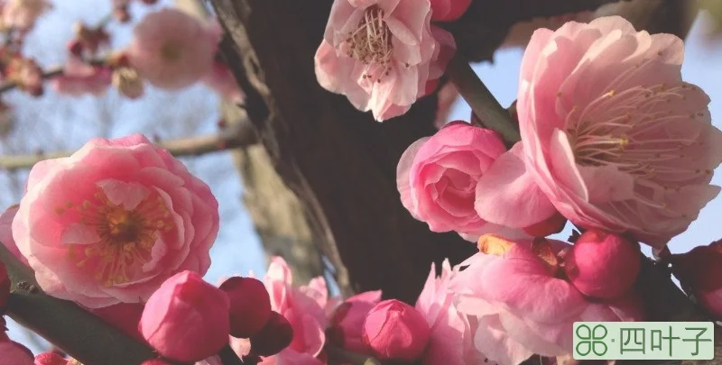 缕缕幽芳是写梅花的什么品格